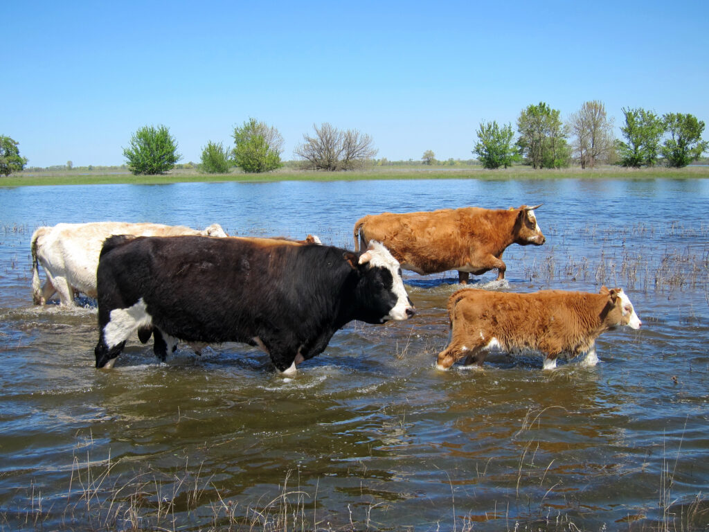 Cows standing in a flooded grassy field, highlighting rural flooding and environmental impact.