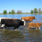Cows standing in a flooded grassy field, highlighting rural flooding and environmental impact.